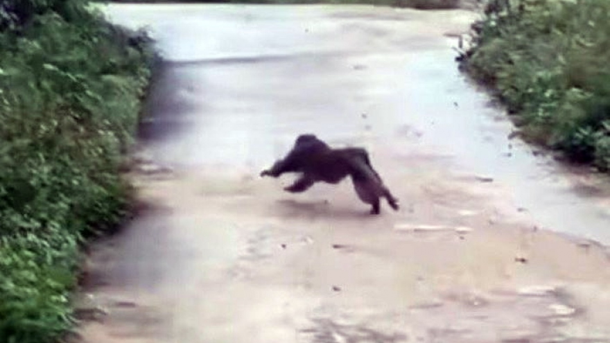 Quảng Nam lên phương án xua đuổi hoặc bẫy bắt các cá thể khỉ tấn công người
